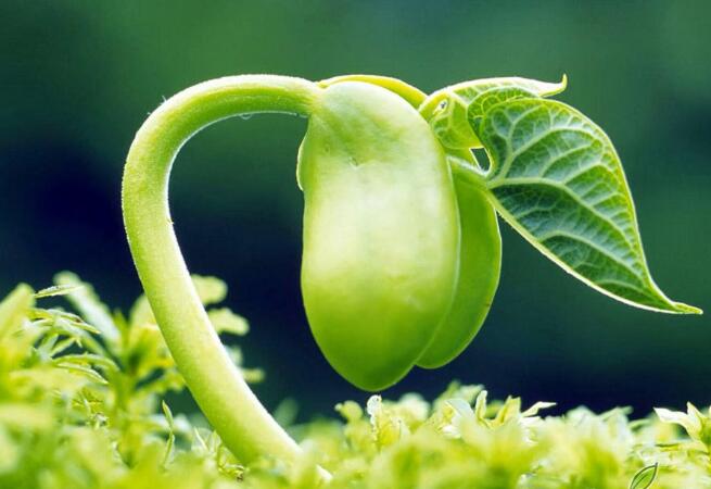 Sipleman Phytosterol te kapab sove Inyon Ewopeyen an 5.3 milya dola ero yon ane