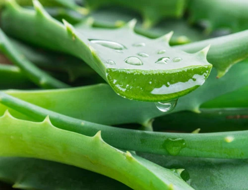 Aloe Vera Powder