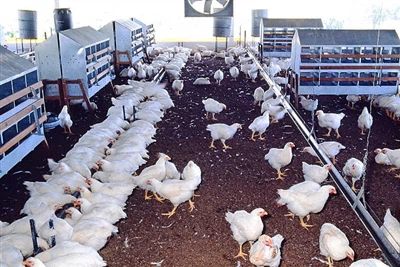 Fonksyon byolojik lizin ak aplikasyon li nan manje